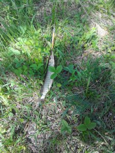 IMG_20170501_140718.jpg