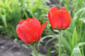 IMG_6420.JPG