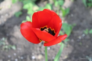IMG_6426.JPG