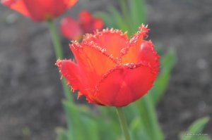 IMG_6429.JPG