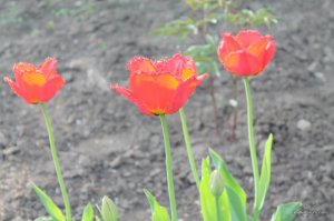 IMG_6434.JPG