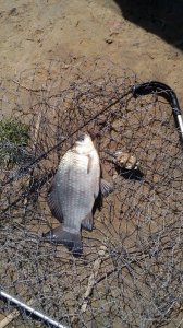 IMG_20170501_115118.jpg