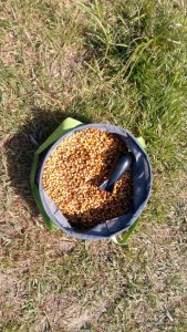 IMG_20170505_145953.jpg