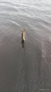 IMG_20170509_090859.jpg