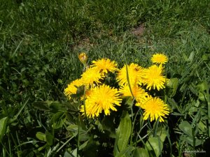 IMG_20170506_132000.jpg