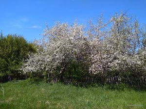 IMG_20170506_132025.jpg
