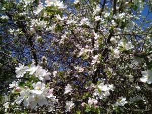 IMG_20170506_132050.jpg