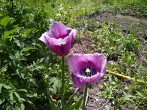 IMG_20170508_121151.jpg