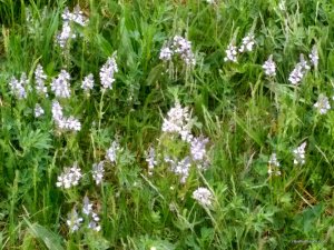 IMG_20170509_064956_HDR.jpg