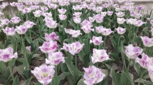 20170507_195456.jpg