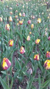 20170507_193741.jpg