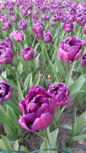 20170507_193451.jpg