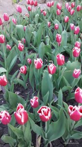 20170507_191558.jpg