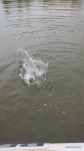 IMG_20170512_134046.jpg