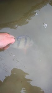 IMG_20170512_162717.jpg