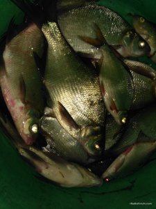IMG_20170514_204416.jpg