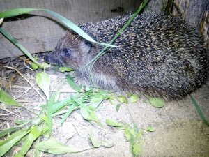 IMG_20170510_014339.jpg
