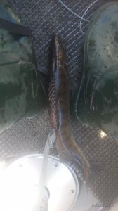 IMG_20170516_103903.jpg