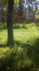 IMG_20170516_115516.jpg