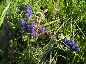 IMG_20170520_171823_BURST2.jpg
