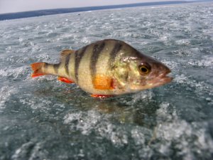 IMG_3268.JPG