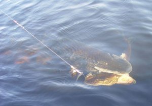 s3img_11212925_2_10.jpg