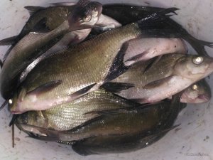 IMG_20170521_205017.jpg
