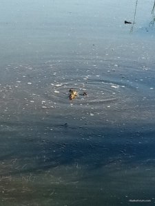IMG_20170523_081947.jpg