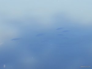 IMG_2634.JPG