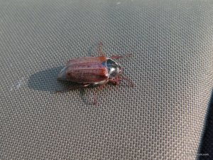 IMG_2654.JPG