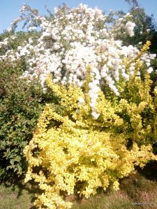 IMG_20170526_101225.jpg