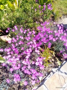 IMG_20170526_101158.jpg