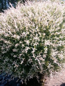 IMG_20170526_101353.jpg