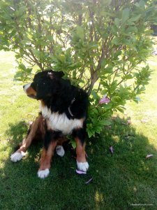 IMG_20170526_101313.jpg
