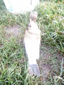 IMG_20170527_062146.jpg