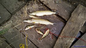 IMG_20170527_151425.jpg