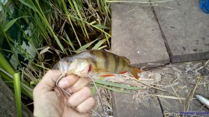 IMG_20170527_151450.jpg