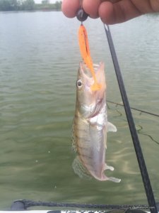IMG_3129.JPG