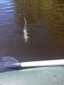 IMG_20170528_084754.jpg
