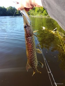 IMG_20170528_071658.jpg