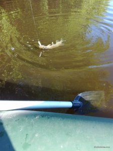 IMG_20170528_072748.jpg