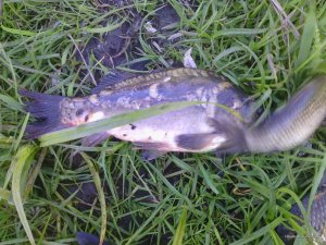 IMG_20170505_152149.jpg