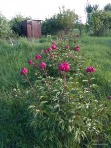 IMG_20170603_183141.jpg