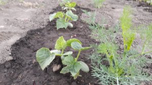 20170603_203748.jpg