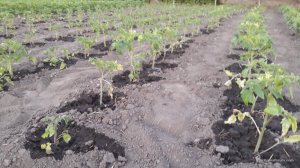 20170603_204106.jpg