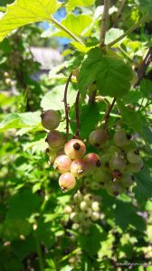 20170604_124035.jpg