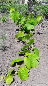 20170604_125651.jpg