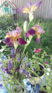 20170604_115001.jpg