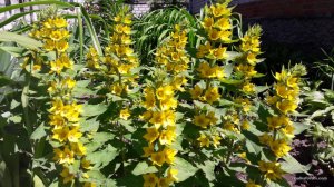 20170604_115043.jpg