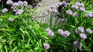 20170604_115057.jpg